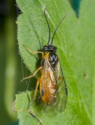 Bladhveps Nematinae sp